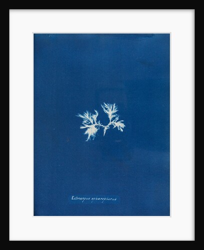 Ectocarpus spharophorus by Anna Atkins