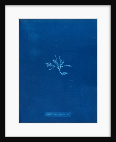 Ectocarpus brachiatus by Anna Atkins