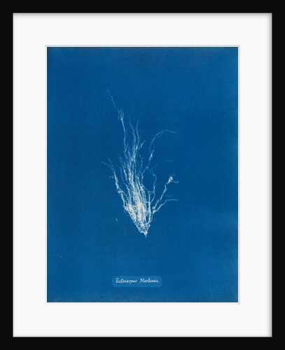 Ectocarpus mertensii by Anna Atkins