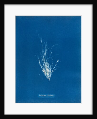 Ectocarpus mertensii by Anna Atkins