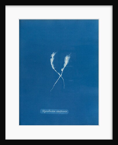Myriotrichia claviformis by Anna Atkins