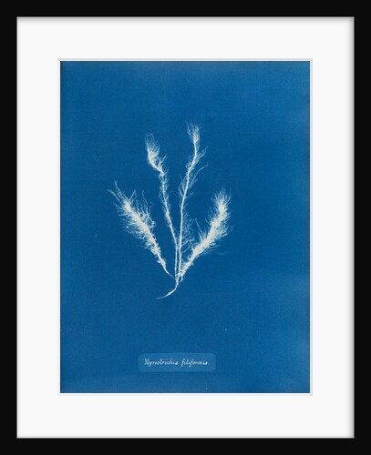 Myriotrichia filiformis by Anna Atkins