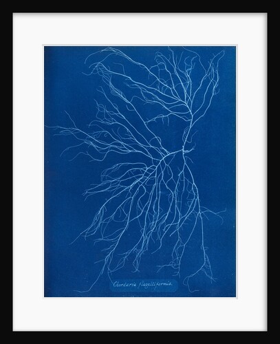 Slimy whip weed by Anna Atkins