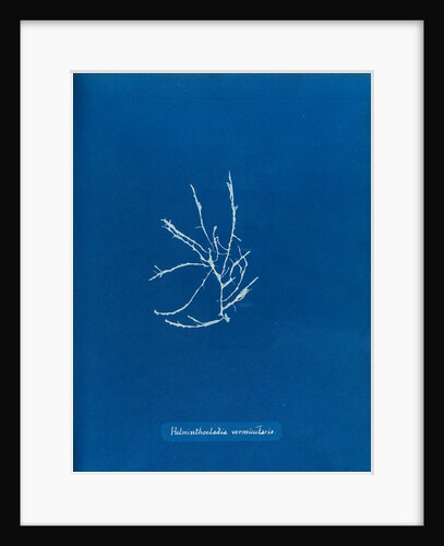 Helminthocladia vermicularis by Anna Atkins