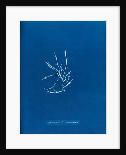 Helminthocladia vermicularis by Anna Atkins