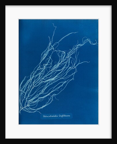 Helminthocladia griffithsiana by Anna Atkins