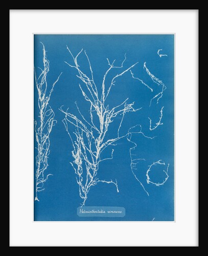 Helminthocladia virescens by Anna Atkins