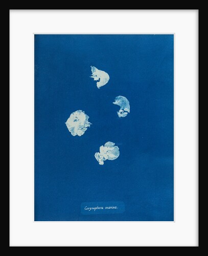 Corynephora marina by Anna Atkins