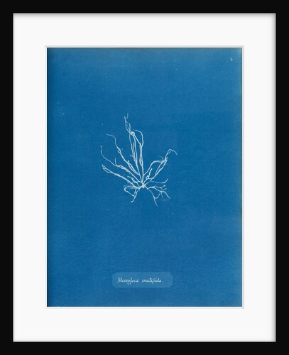 Mesogloia mutifida by Anna Atkins