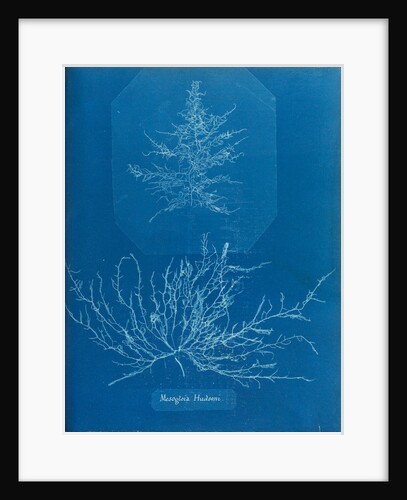 Mesogloia husdoni by Anna Atkins