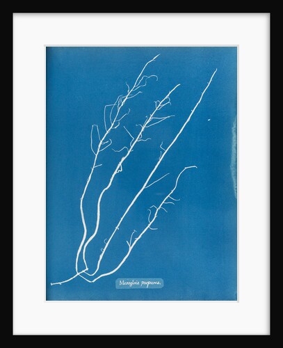 Mesogloia purpurea by Anna Atkins