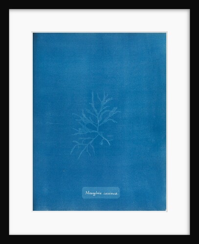 Mesogloia coccinea by Anna Atkins