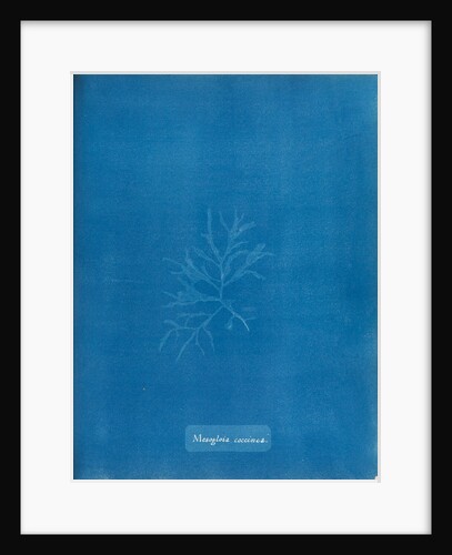 Mesogloia coccinea by Anna Atkins