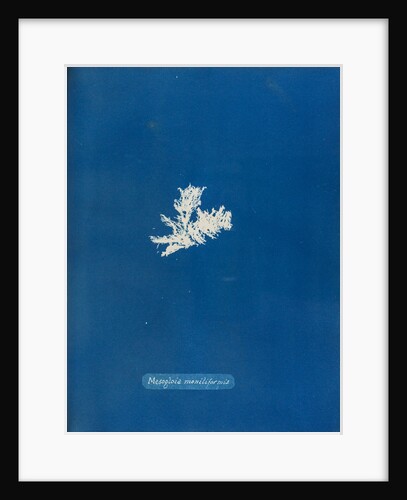 Mesogloia moniliformis by Anna Atkins