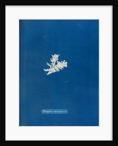 Mesogloia moniliformis by Anna Atkins