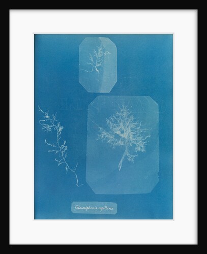 Gloiosiphonia capillaris by Anna Atkins