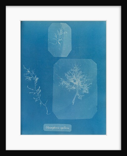 Gloiosiphonia capillaris by Anna Atkins