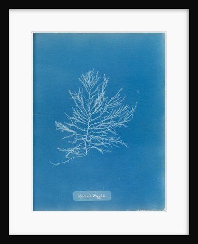 Naccaria wigghii by Anna Atkins