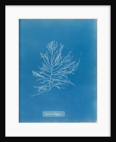 Naccaria wigghii by Anna Atkins
