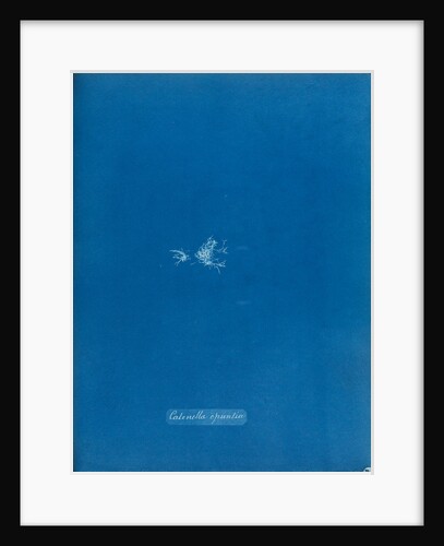 Creeping chain weed by Anna Atkins