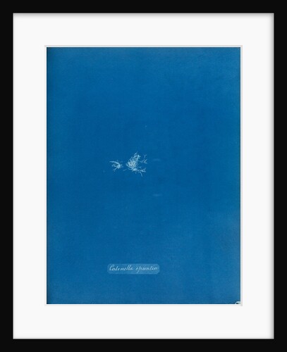 Creeping chain weed by Anna Atkins