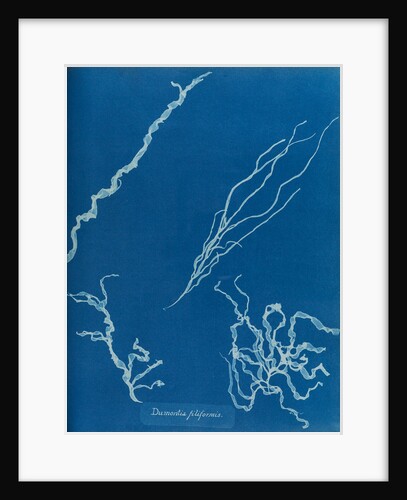 Dumont's tubular weed by Anna Atkins