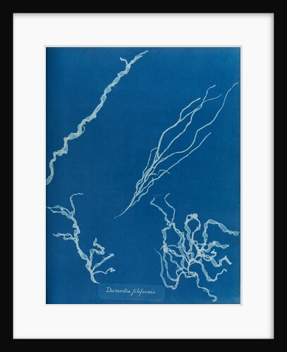 Dumont's tubular weed by Anna Atkins