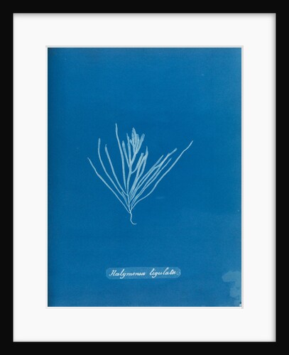 Sea spider weed by Anna Atkins