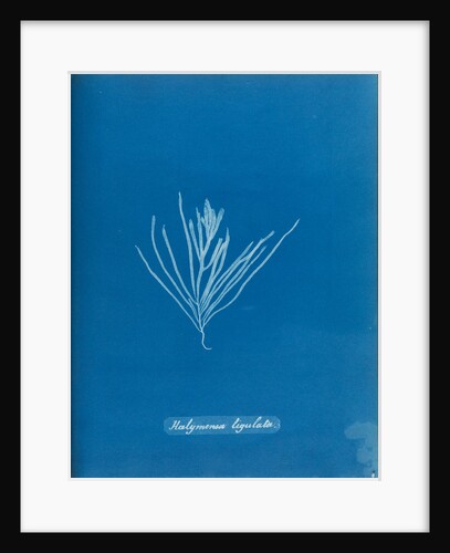 Sea spider weed by Anna Atkins