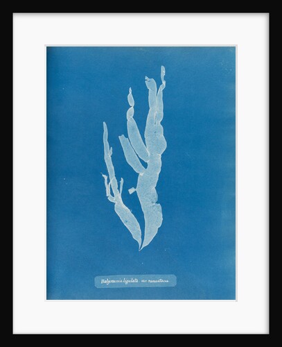 Sea spider weed by Anna Atkins