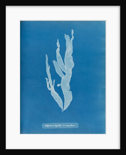Sea spider weed by Anna Atkins