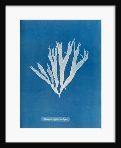 Sea spider weed by Anna Atkins