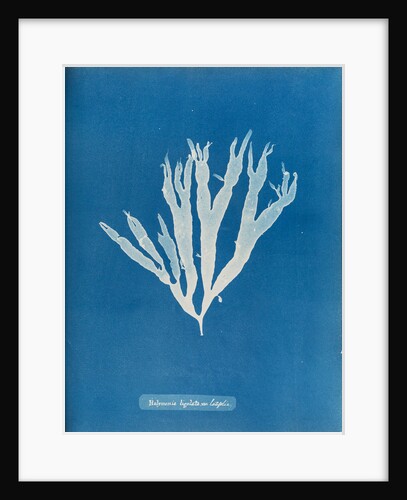 Sea spider weed by Anna Atkins