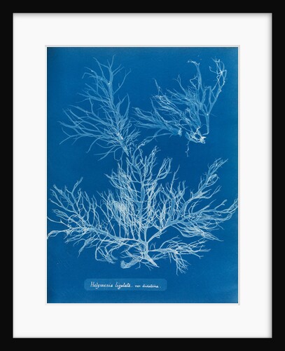 Sea spider weed by Anna Atkins