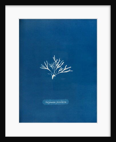 Halymenia furcellaria by Anna Atkins