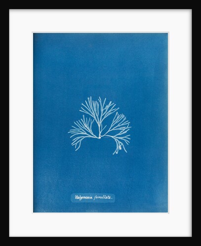 Halymenia furcellata by Anna Atkins