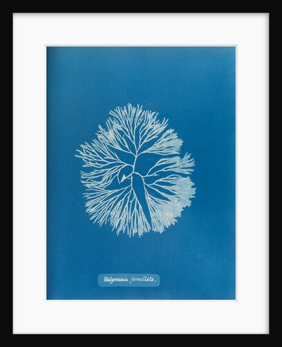 Halymenia furcellata by Anna Atkins
