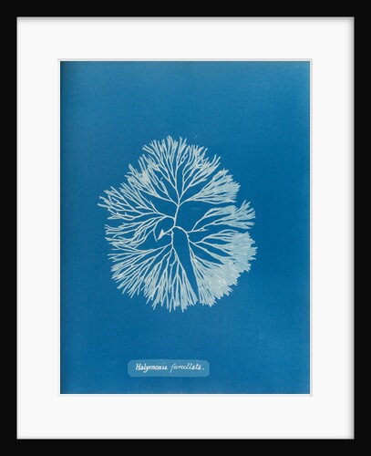 Halymenia furcellata by Anna Atkins