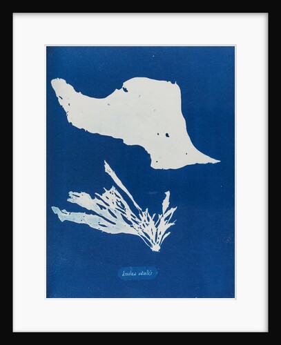 Iridea edulis by Anna Atkins