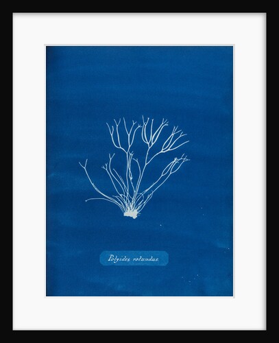 Dicoid forked weed by Anna Atkins
