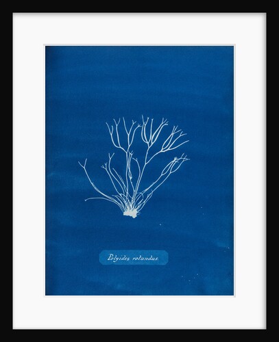Dicoid forked weed by Anna Atkins