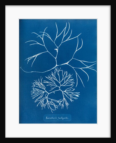 Furcellaria fastigiata by Anna Atkins