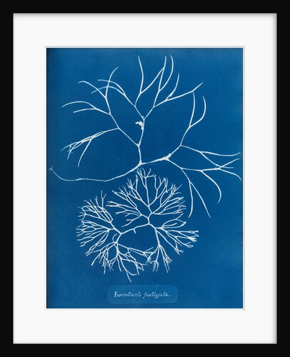 Furcellaria fastigiata by Anna Atkins