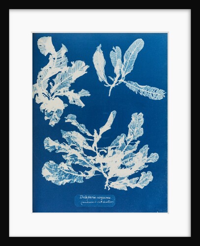 Sea beech by Anna Atkins