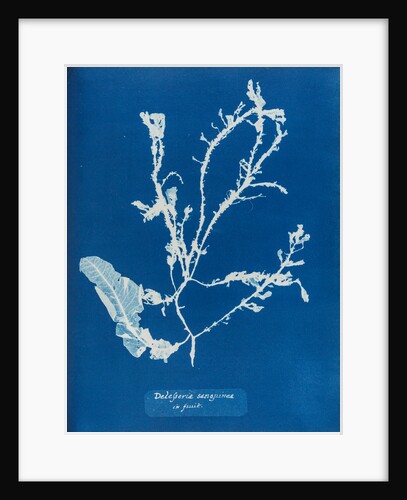 Sea beech by Anna Atkins