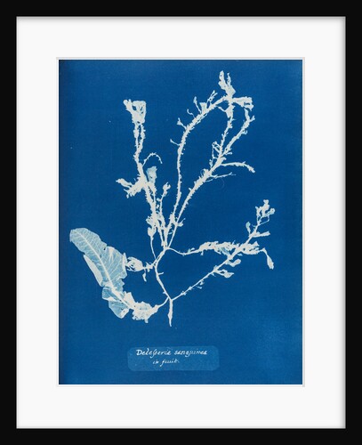 Sea beech by Anna Atkins