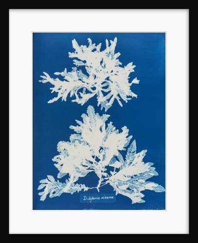 Delesseria sinuosa by Anna Atkins