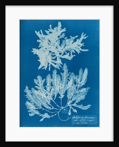 Delesseria sinuosa by Anna Atkins