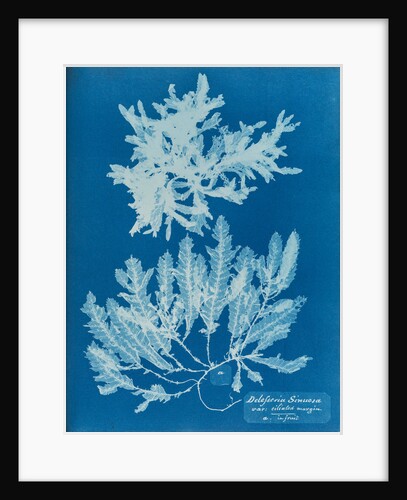 Delesseria sinuosa by Anna Atkins