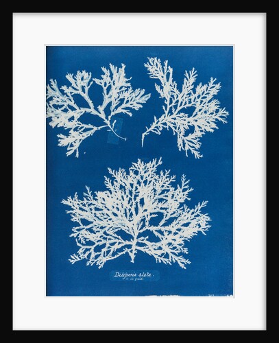 Delesseria alata by Anna Atkins